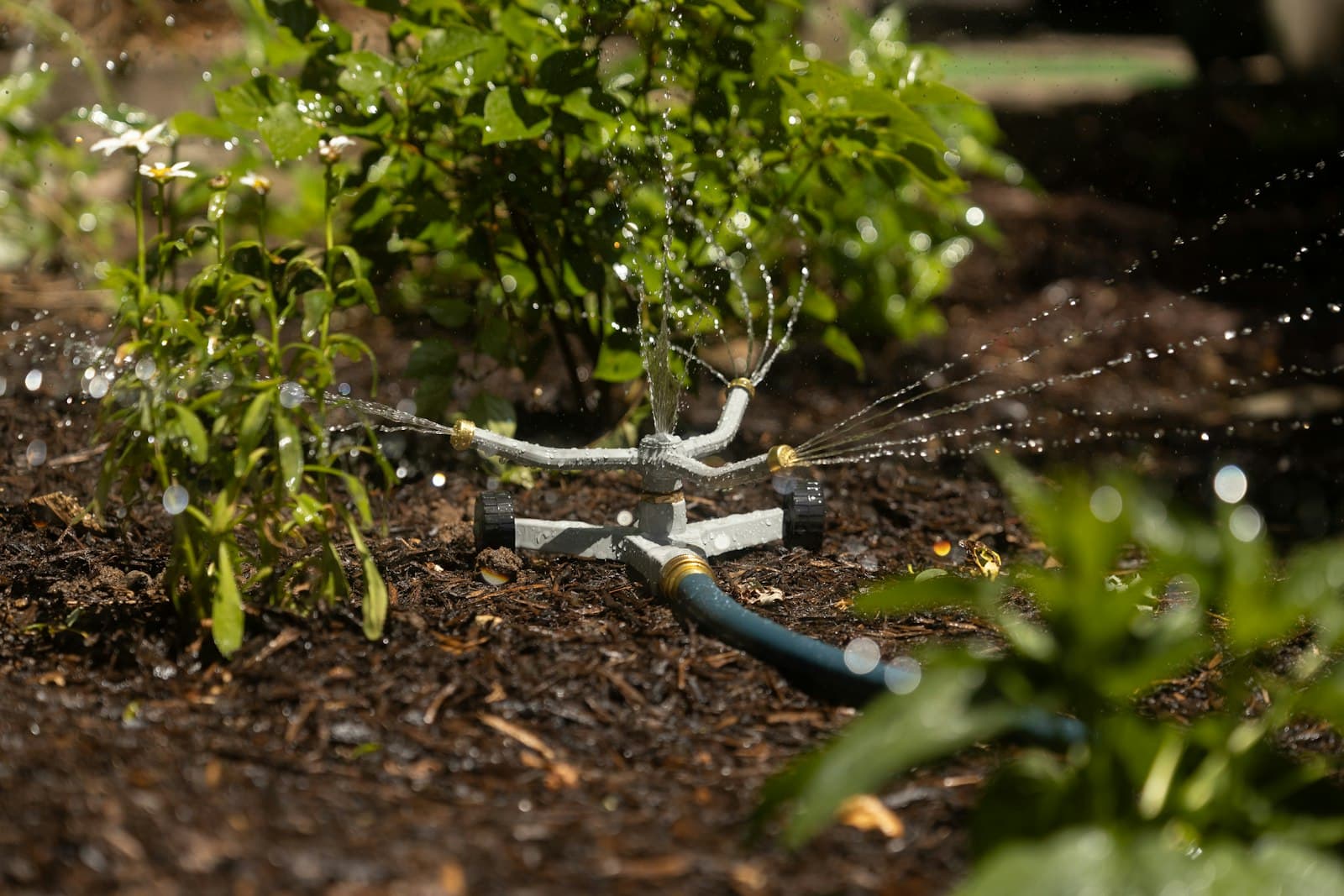 Sprinkler watering a garden bed